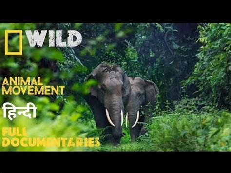 wild wild country in hindi|discovery in hindi wild animal.